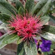 Pink Ceanothus Flower Seeds - Heirloom Non GMO Garden Seeds for Planting, High Germination Quality