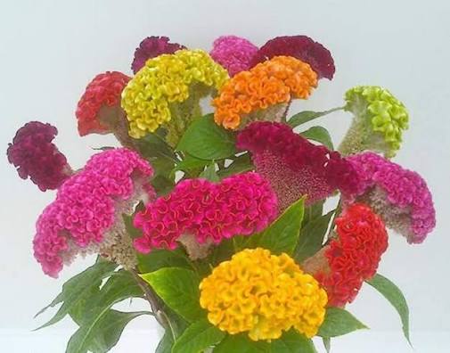Mix Cockscomb Flowers Seeds
