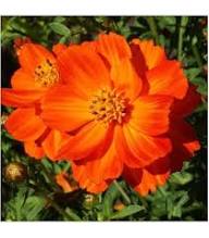 Maroon Cosmos Flower Seeds - Heirloom Non GMO High Germination Flower Seeds for Planting