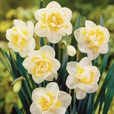 Daffodil Flower Seeds