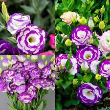 Mixed Lisianthus Flower