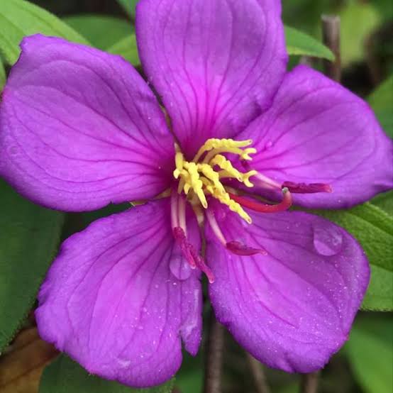 Pink Tibouchina Flower Seeds