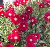 Red Delosperma Flower Seeds - Heirloom Non GMO High Germination Flower Seeds for Planting