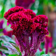 cockcomb flower seeds flower