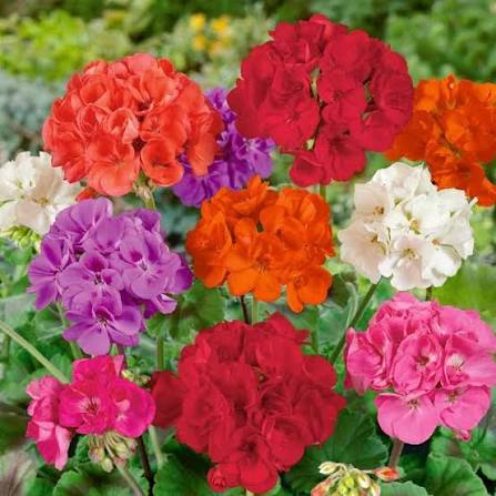 Geranium Flower Seeds Mixed