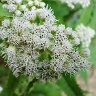 White Eupatorium Perfoliatum Flower Seeds - Heirloom Non GMO High Germination Flower Seeds for Home Garden Planting