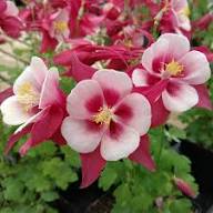 Columbine Flower Seeds