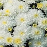 White Chrysanthemum Flower Seeds