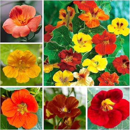 Yellow Cress Flower Seeds Rare Blooming Plants for Balcony and Patio Gardening for Colorful Seeds for Planting Heirloom