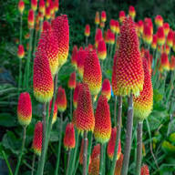 Pink Kniphia Flower Seeds