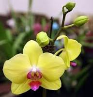 Yellow Blooming Orchid Flower Flower Seeds - Heirloom Non GMO High Germination Organic Garden Planting Seeds