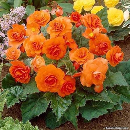 Orange Begonia Flower Seeds
