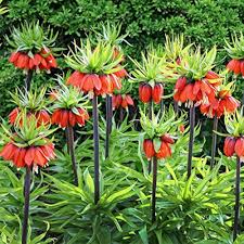 Red Kaiserkrone Flower Seeds
