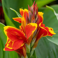 Red Yellow Canna Flower Seeds