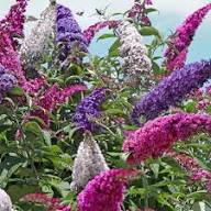 Purple Brunfelsia Flower Seeds - Heirloom, Non-GMO, High Germination Flower Seeds for Planting
