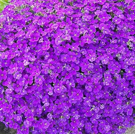 Mixed Cress Aubrieta Flower Seeds