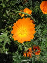 Orange Chamomile Flower Seeds - Heirloom Non GMO High Germination Garden Seeds for Planting