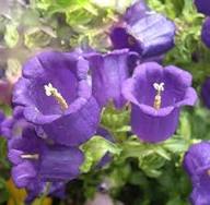 White Campanula Flower Seeds - Heirloom, Non-GMO, High Germination Flower Seeds for Planting