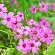 OXALIS ARTICULATA FLOWER SEEDS