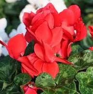 Red Cyclamen Flower Seeds - Heirloom Non GMO High Germination Flower Seeds for Planting