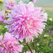 Pink Aster Flower Seeds