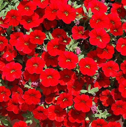 Red Calibrocha Flower Seeds