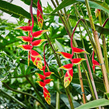 Heliconia Flower Seeds