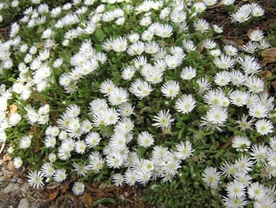 White Delosperma Flower Seeds