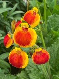 ORANGE CALCEOLARIA FLOWER SEEDS