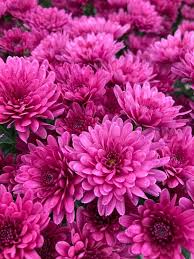 Pink Chrysanthemum Flower Seeds for Planting | - Heirloom Non GMO High Germination Garden Seeds for Planting