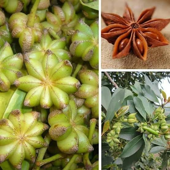 Illicium Flower Seeds