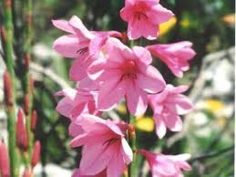 Pink Watsonia Flower Seeds