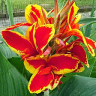 Red Canna Flower Seeds Yellow