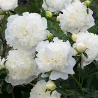 White Yellow Walter Mains Flower Seeds