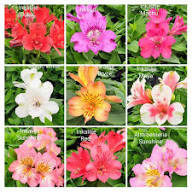 Mixed Alstroemeria Flower Seeds