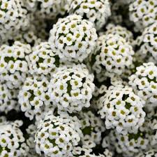 White Alyssum Flower Seeds for Planting Premium Floral Seeds Heirloom Non-GMO High Germination Organic Garden Seeds Deco