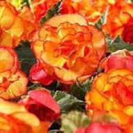 Red Yellow Begonia Flower Heirloom Non GMO High Germination Organic Garden Seeds - Heirloom Non GMO High Germination