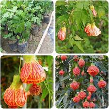Orange Princess Abutilon Flower Seeds