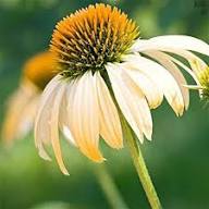 Yellow Coneflower Seeds
