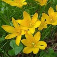 Yellow Zephyranthes Flower Seeds Rare Blooming Plants for Balcony and Patio Gardening for Colorful Seeds for Planting He