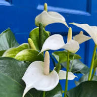 White Anthurium Flower Flower Seeds - Heirloom Non GMO High Germination Organic Garden Planting Seeds