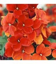 Orange Erysimum Flower Seeds - Heirloom Non GMO High Germination Garden Seeds for Planting