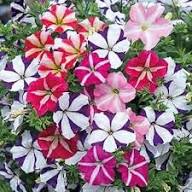 Mixed Double Petunia Flower Seeds for Planting - Stunning Double Petunias Seeds for Home Garden