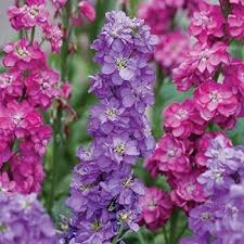 Mixed Hoarystock Flower Seeds