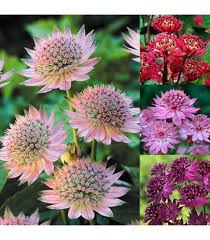 Astrantia Flowers Seeds