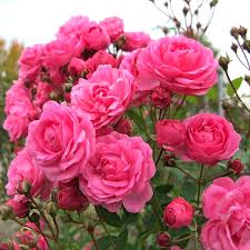 Purple Pink Rare Polyantha Rose