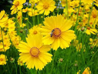 Yellow Coreopsis Flower Seeds - Heirloom Non GMO High Germination Flower Seeds for Planting