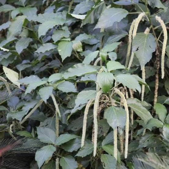 White Acalypha Hispida Flower Seeds