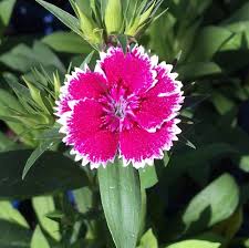 Dianthu Exotics Flower Seeds Flowering Plants Colorful Backyard Beauty Landscape - Heirloom Non GMO High Germination
