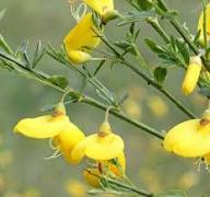 Cytisus Flower Seeds for Planting Heirloom Non-GMO High Germination Organic Garden Seeds for Colorful Landscapes